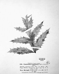 Cambosira reticulata image